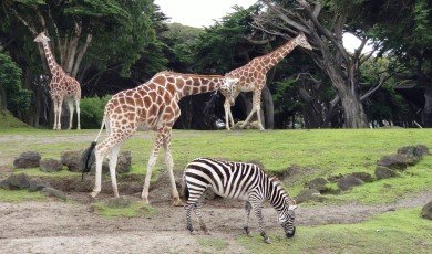 Exploring the Unexplained: Paranormal Activities in Zoos